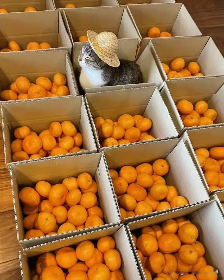 好心人💕帮帮柑橘贩路飞😿吧。