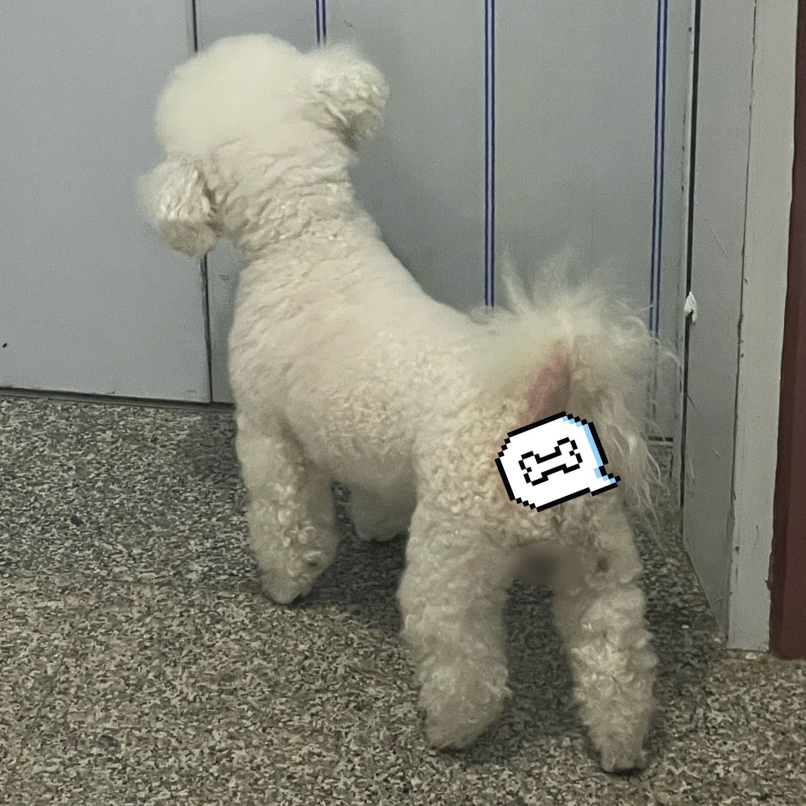 狗狗！被我妈拒之门外了