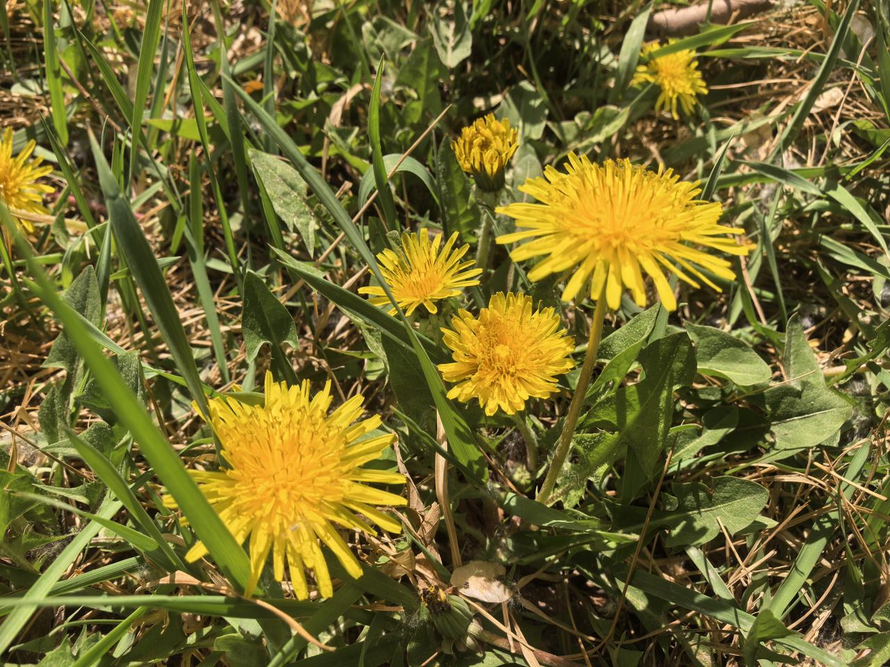 父亲问儿子:“你长大后想娶谁”儿子说:“娶奶奶，她对我好”父亲大怒说:“你怎么能