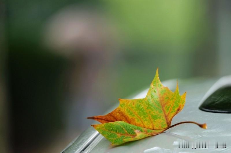 分享我这周有趣的事
细雨绵绵  秋天来了，回家棒玉米了，纠纠缠缠的