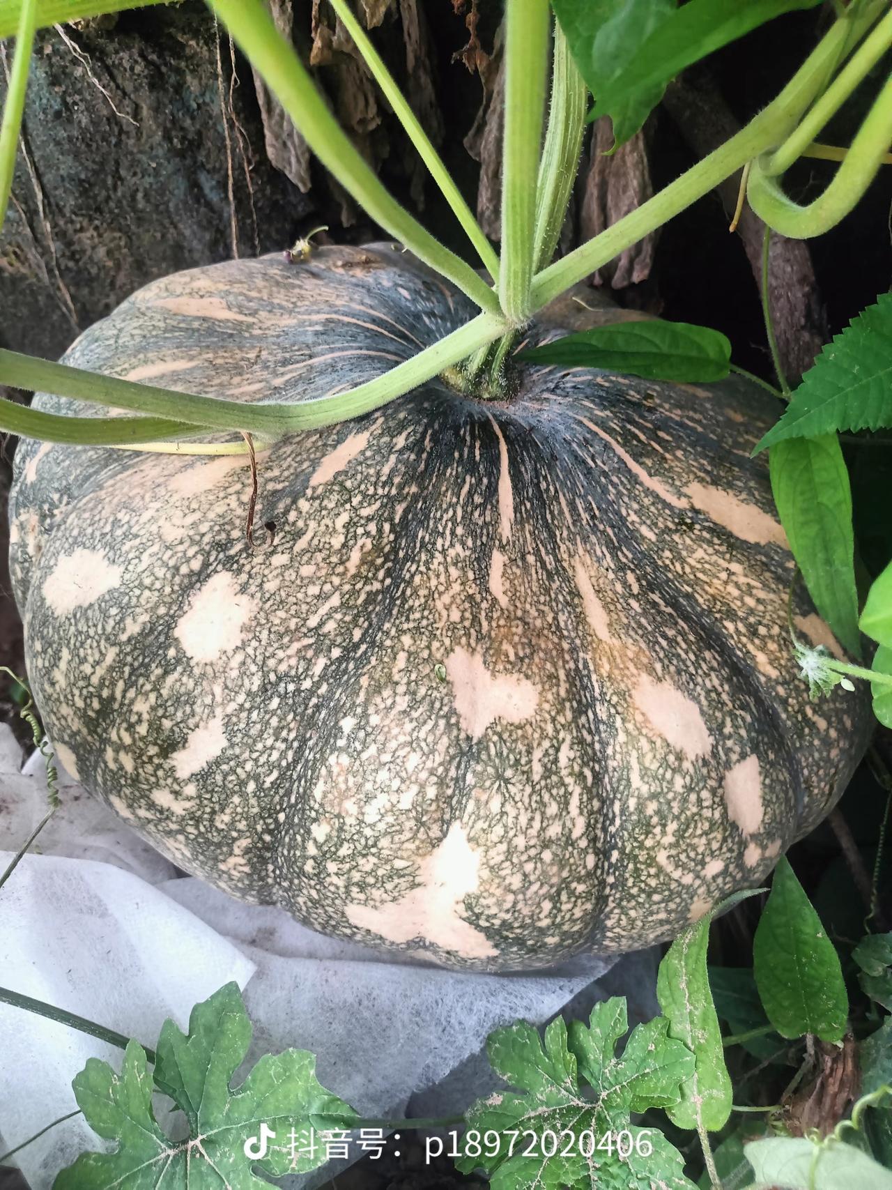 南瓜本身属于温和食材，正常适量吃大多安全，主要是吃多、特殊体质、搭配不当才会出现