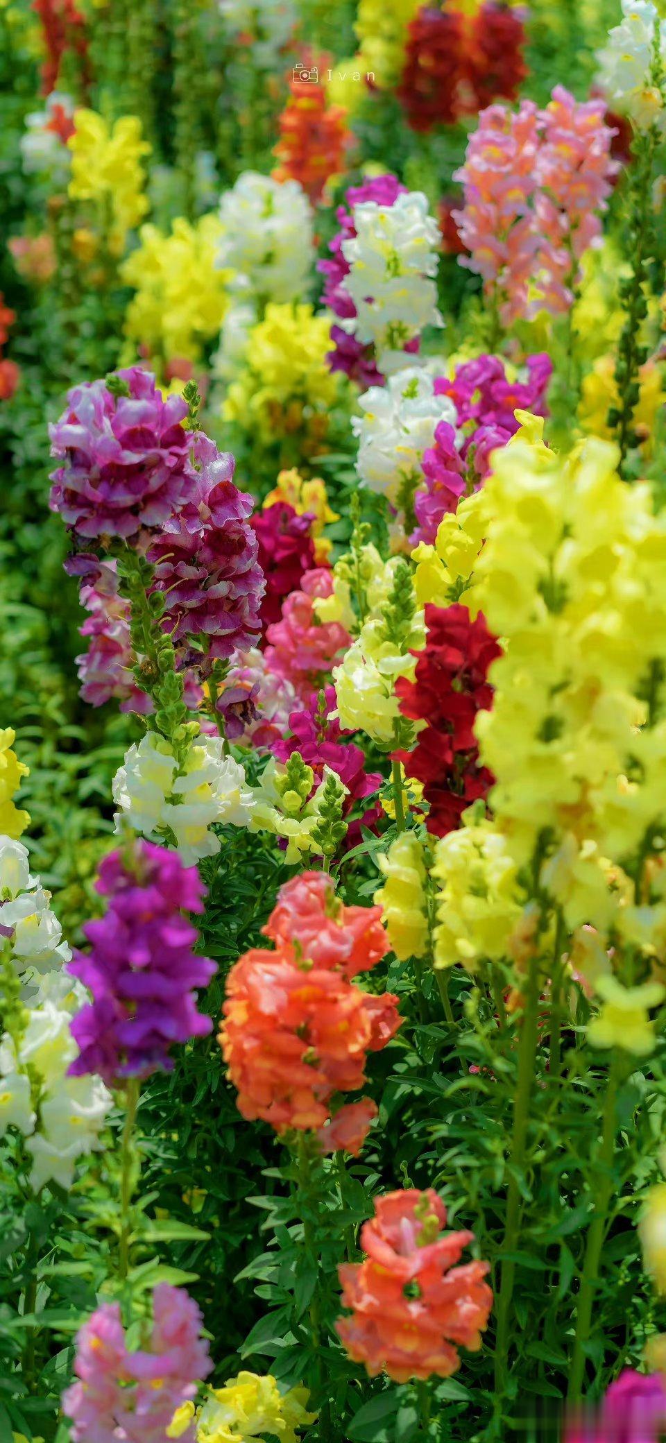 “ 人间好花年年有，四月春风岁岁吹 .. ” ​​​
