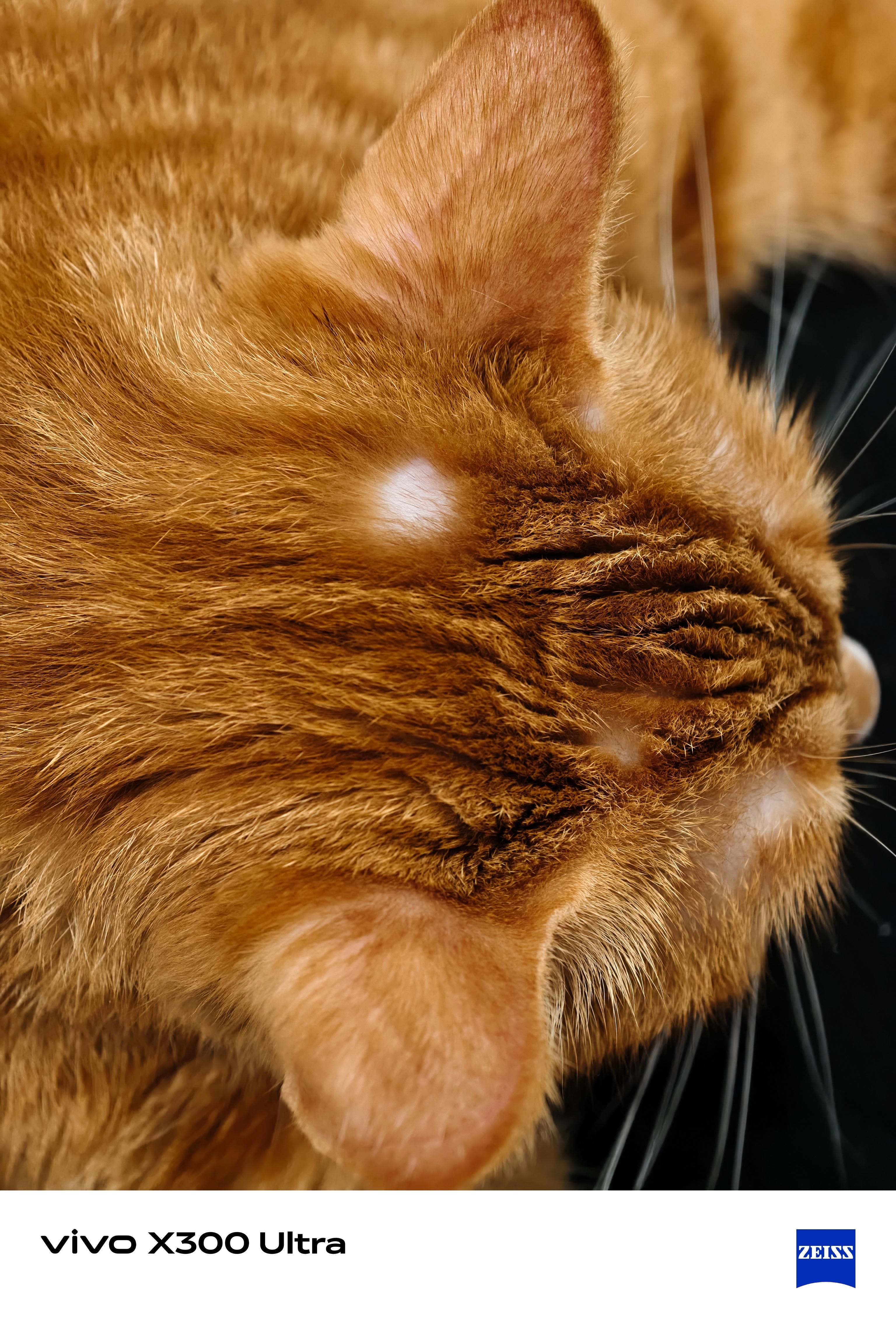 小猫最近心事挺多啊，都斑秃了