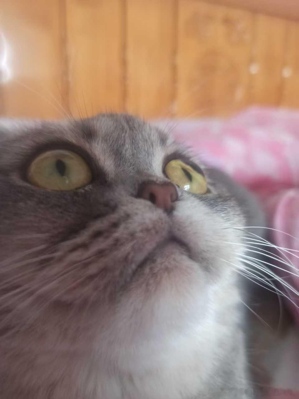 49437【丑猫】测报你就发这张图然后什么也不说！ 