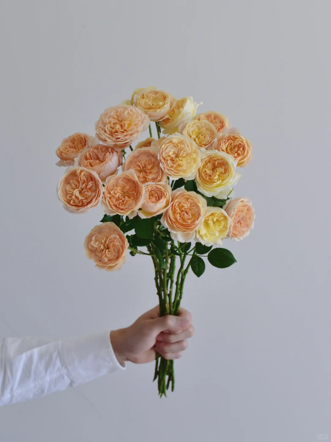 玫瑰·依然爱你