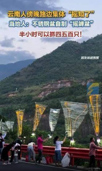 别上班了！云南人摇知了一晚赚 1200，比你工资高 3 倍在云南夏天最赚钱的不是