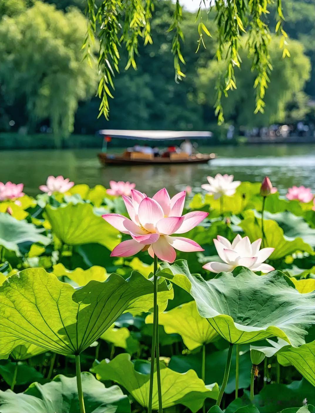 一池翠盖映晴光，习习清风自带香。
不借人间冰暑意，悠然浅夏自生凉。

荷风徐徐，