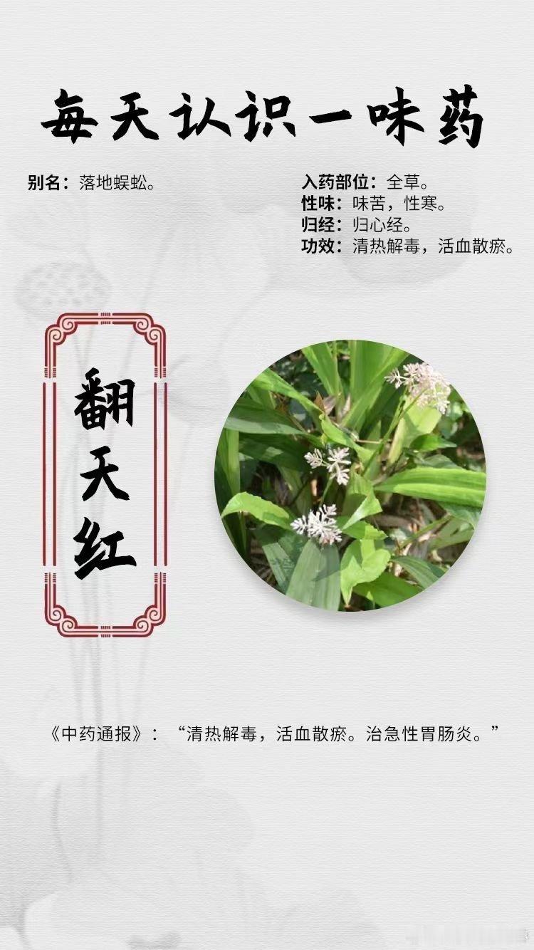  【每天认识一味药】[玫瑰]翻天红⭕入药部位：全草。⭕别名：落地蜈蚣⭕性味：味苦
