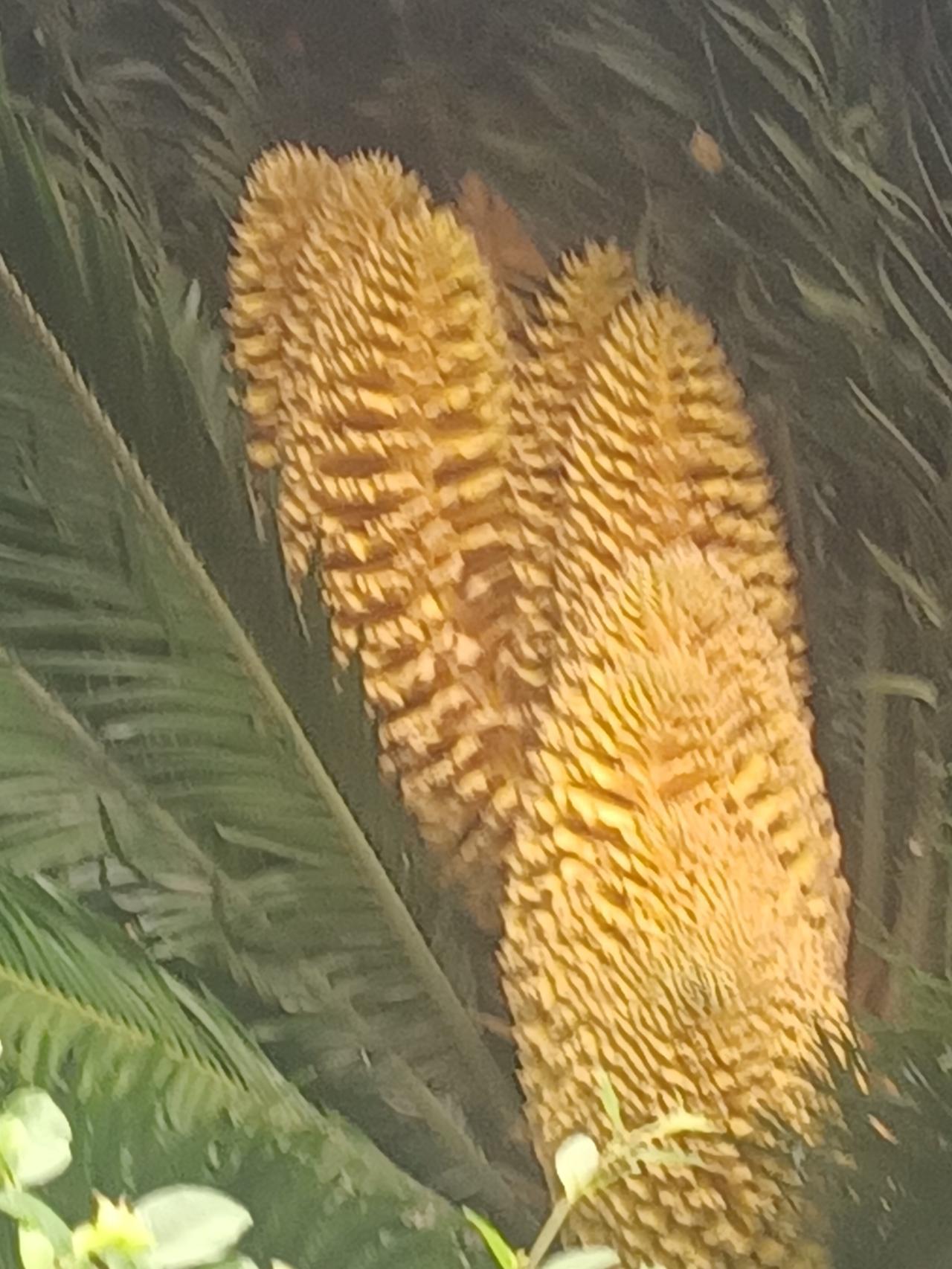 【夏之韵·漫谈铁树开花】我的今日随笔
我们单位院子花园里的铁树又开花了。
“千年