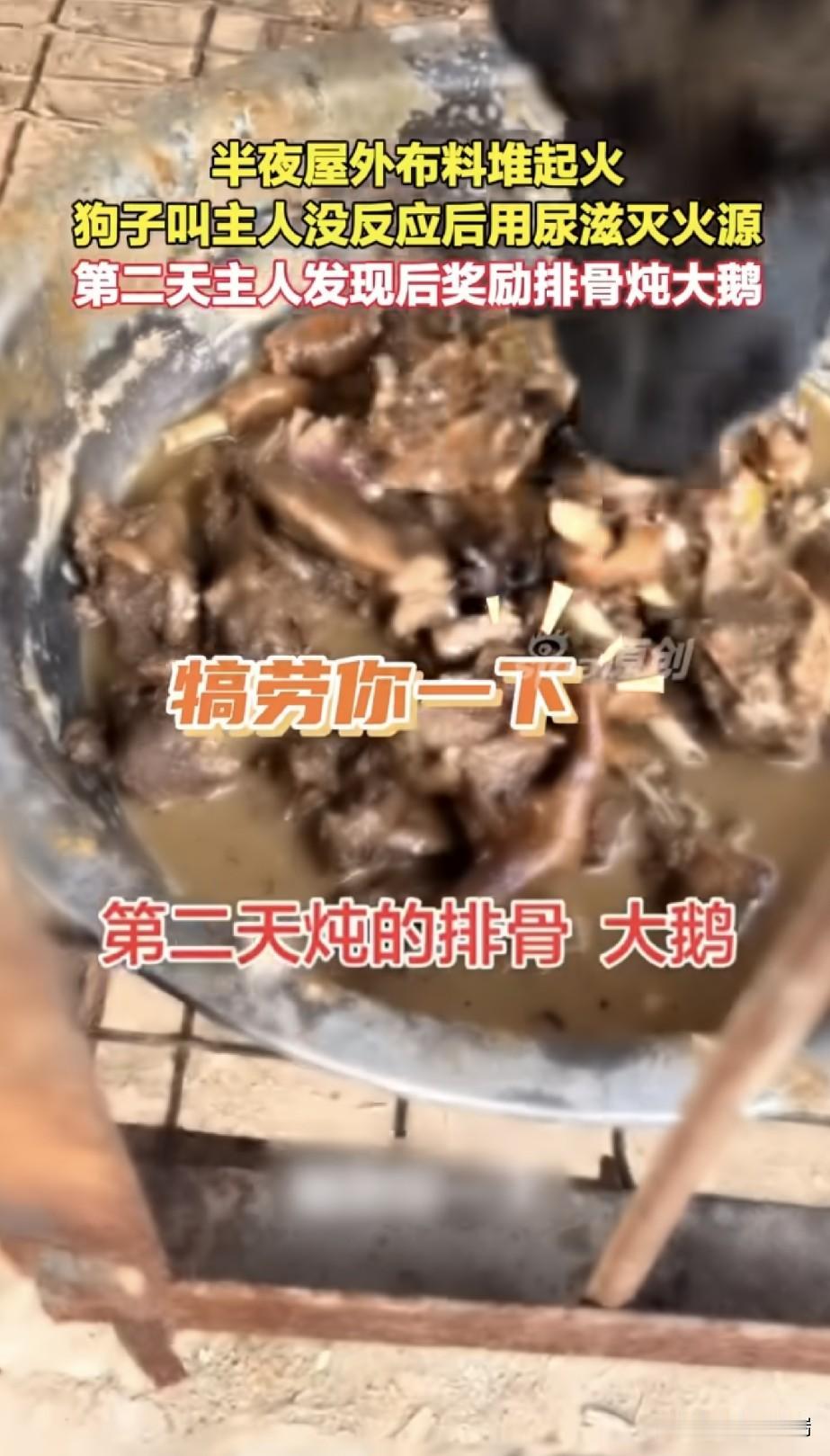 太有灵性了！河北衡水，4岁马犬凌晨狂叫没人应，抬腿用尿浇灭火苗，主人第二天端出排