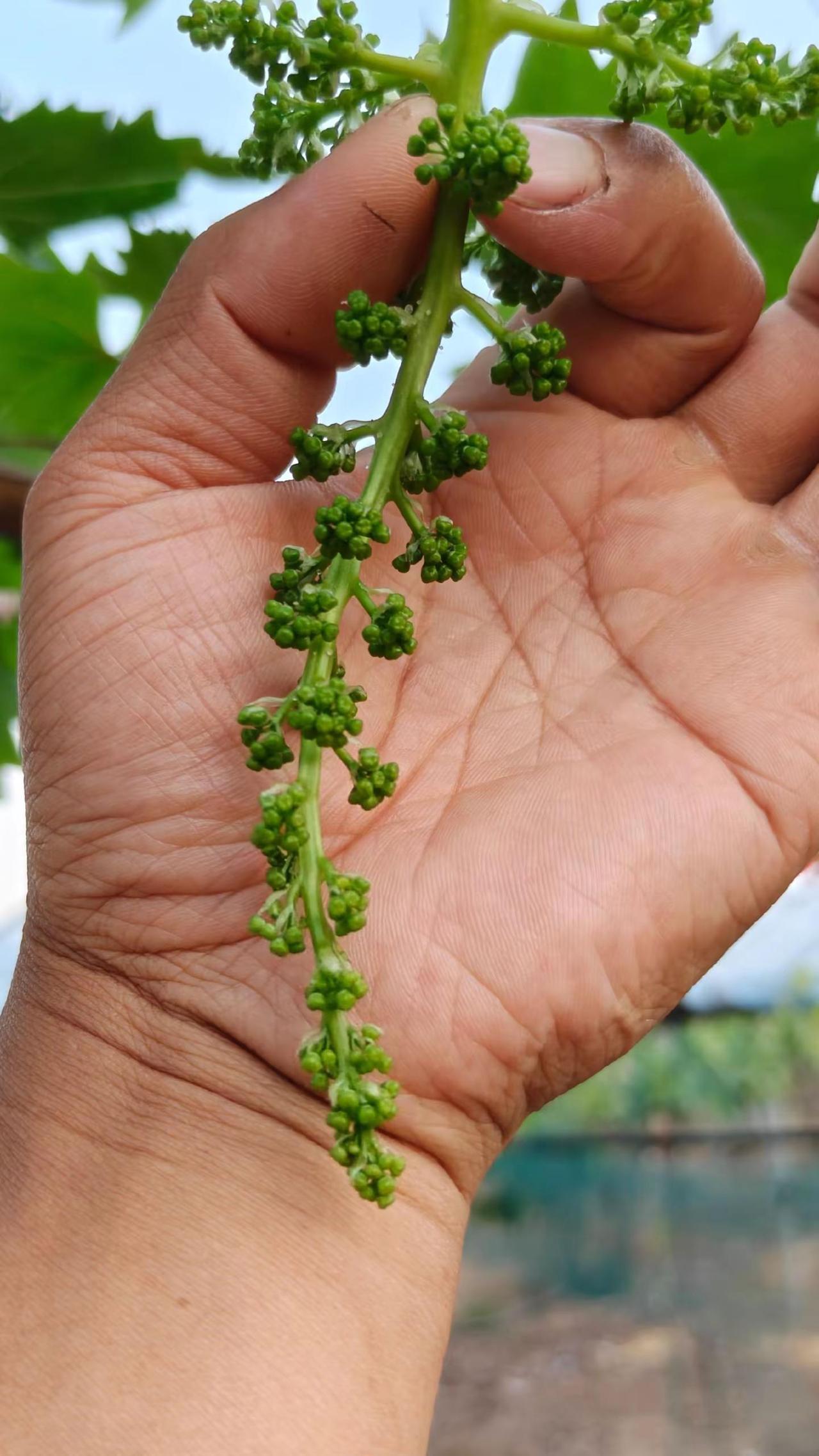 这个品种，拉穗要把握一个合适的尺度确实不容易，要么拉散了，要么拉不开葡萄种植经验