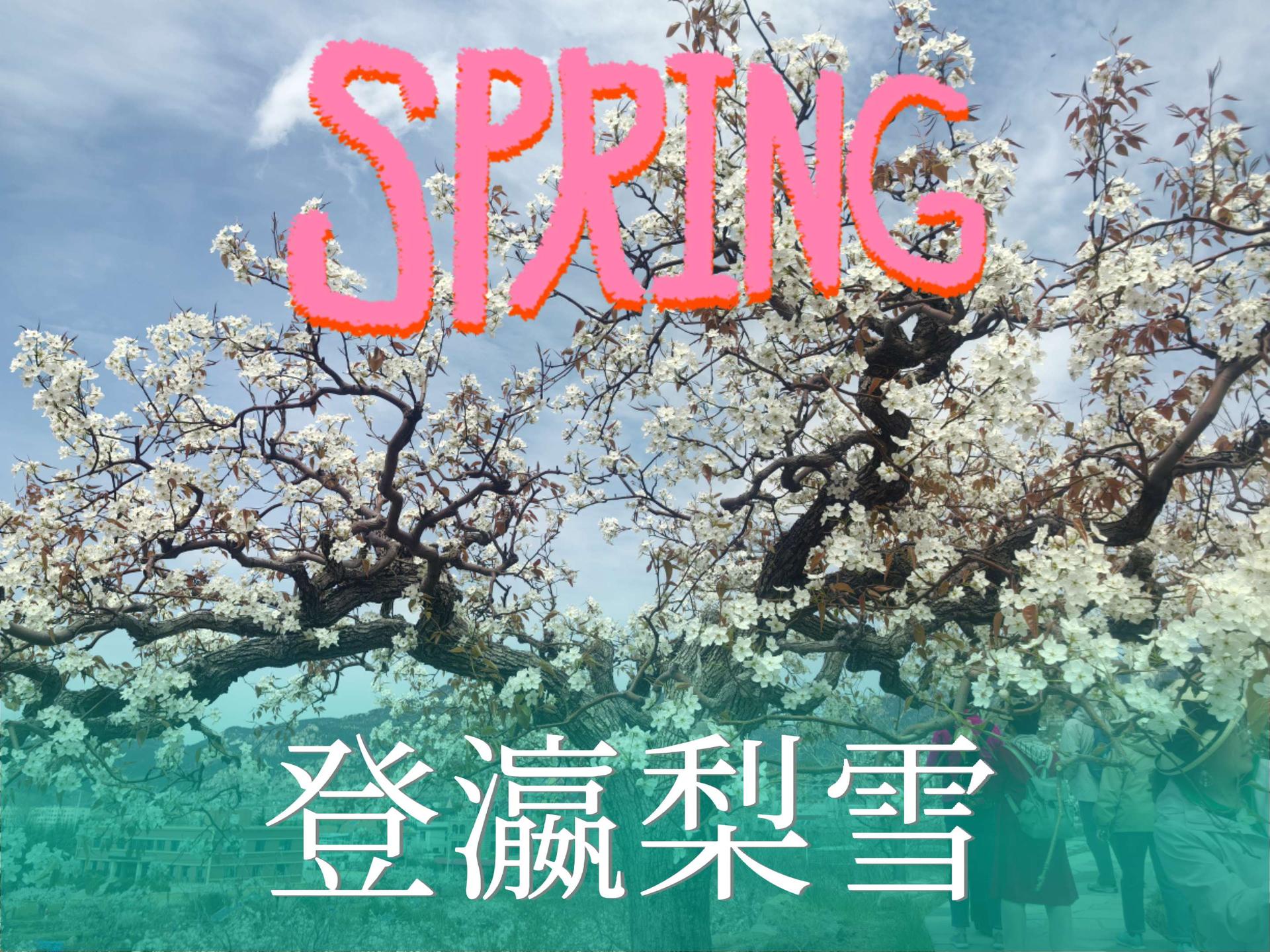 大河东再现民国老十景之一，登瀛梨雪。