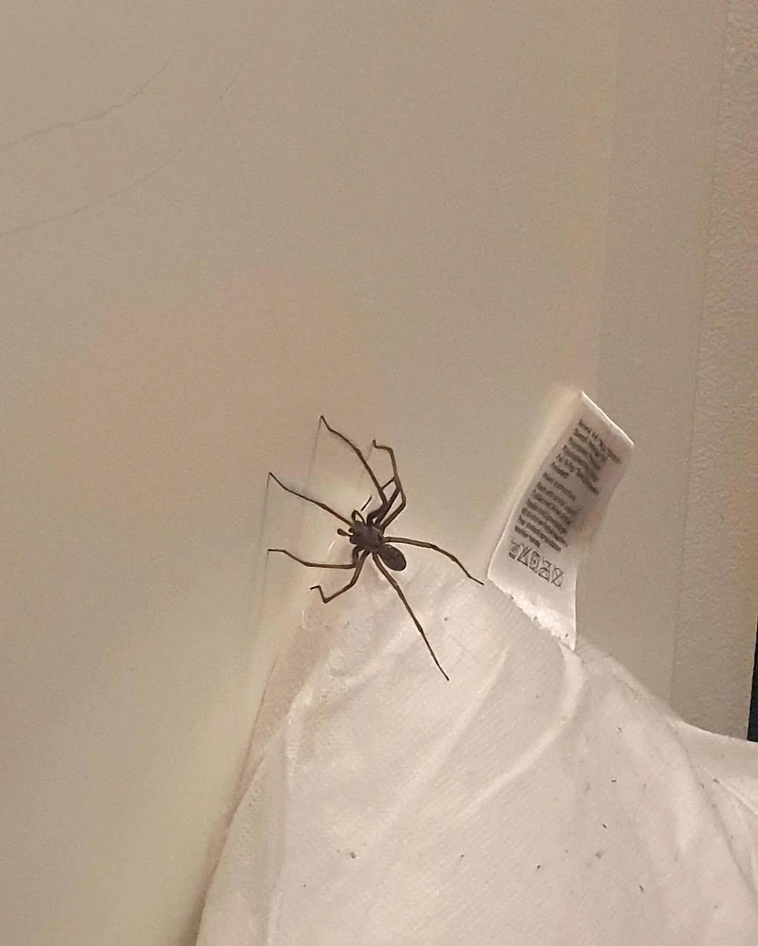 瑞典这么冷的地方竟然有这么大的小动物：）