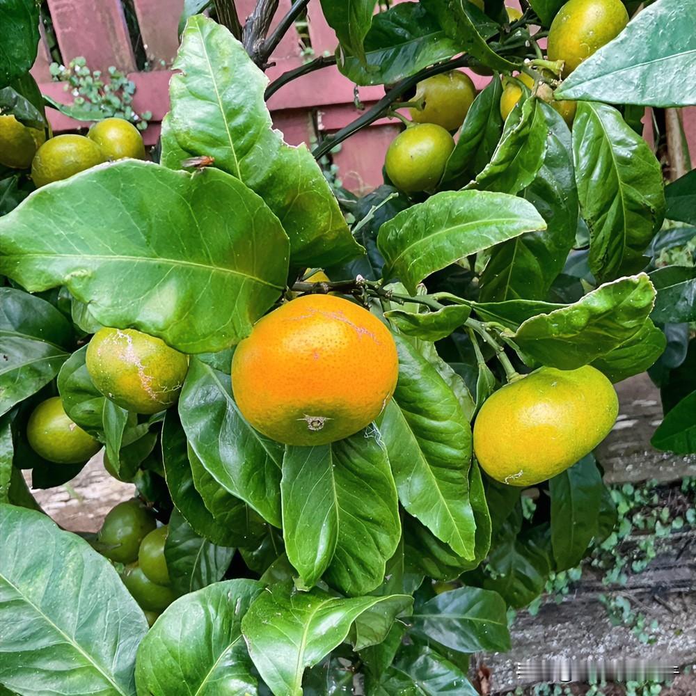 又是一场暴风骤雨，今年的夏天是雨水丰厚。不过今年的雨是来的快去的也快，前脚大雨倾