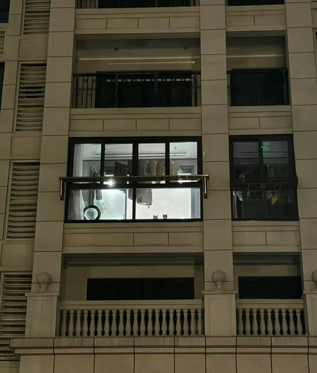 我被猫咪盯上了 ​​​