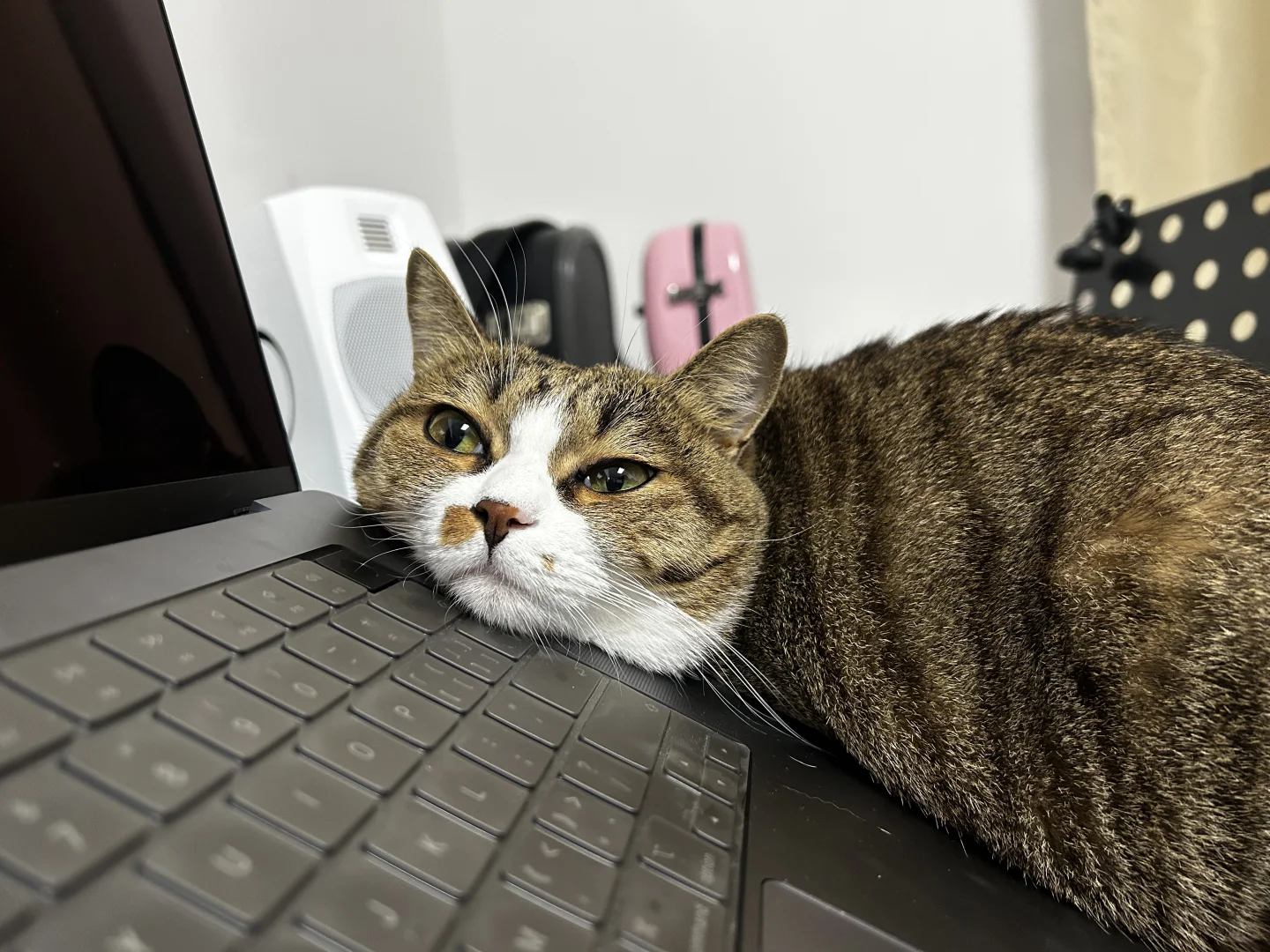我这喵生啊…