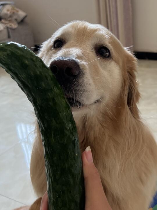 拿捏小鸡毛仅需一根黄瓜🥒