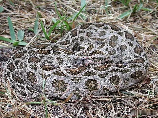 泰国圆斑蝰

泰国圆斑蝰（Daboia siamensis）是蝰科、圆斑蝰属爬行