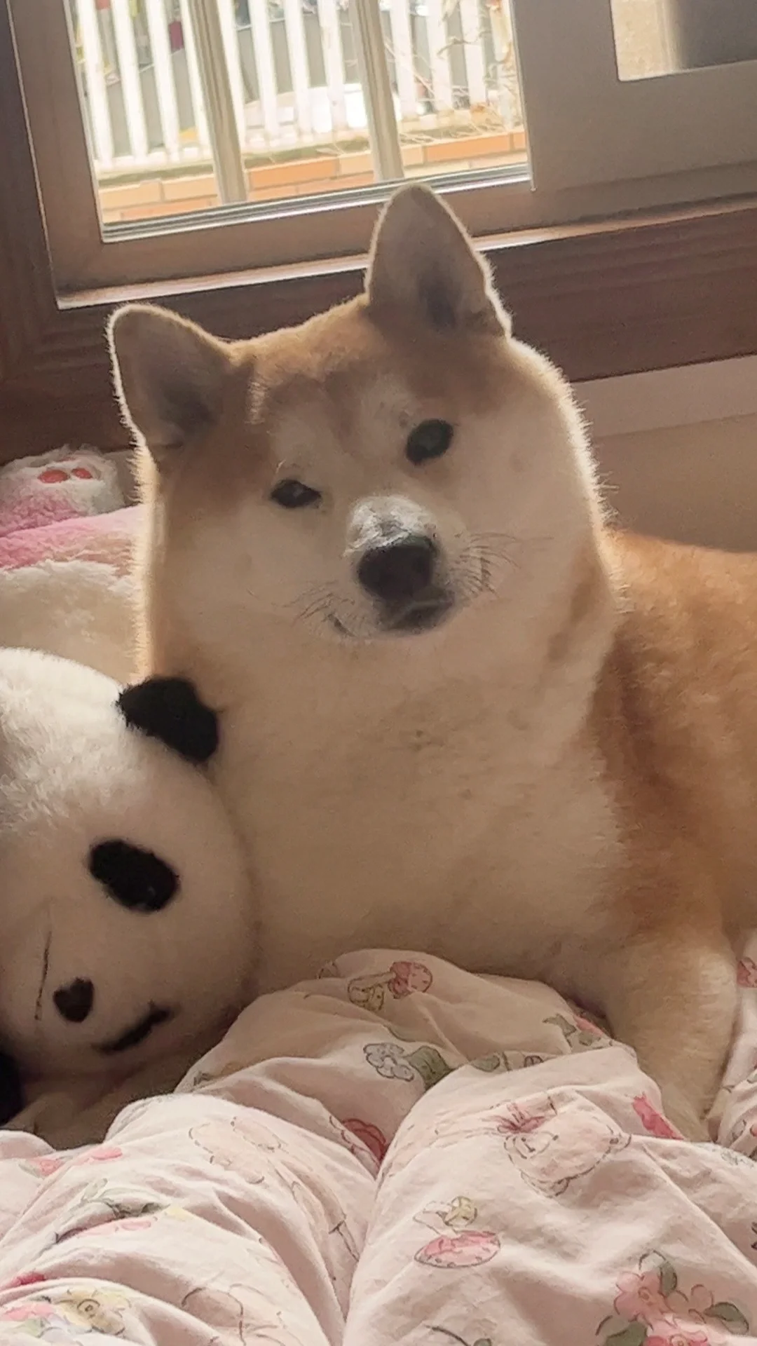 小可爱来了