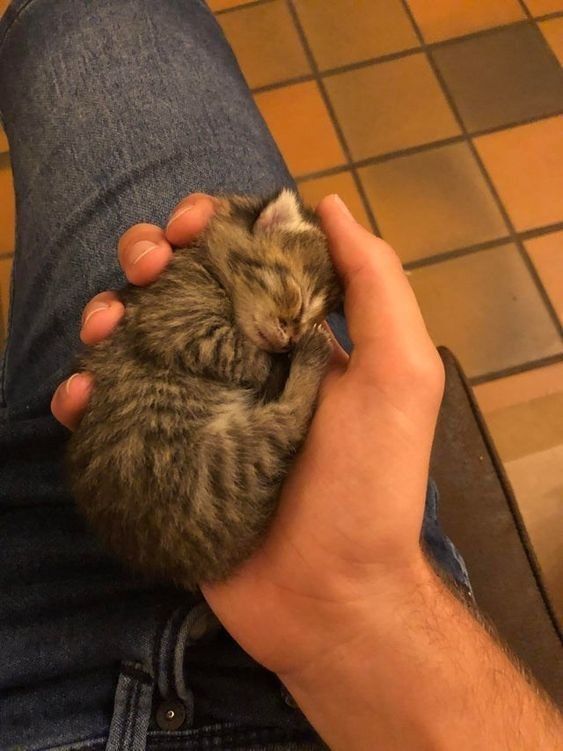 一只猫猫 ​​​