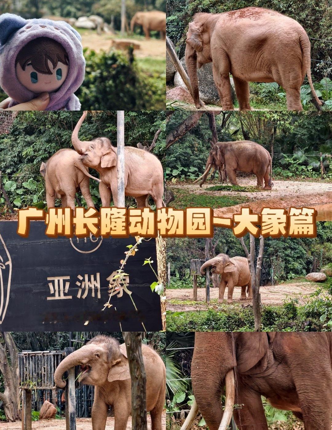 广州长隆动物园～大象篇
📍广州 长隆野生动物世界-大象传奇
用一场旅行开启春节