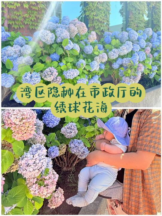 湾区隐秘在市政厅的绣球花海！附地图