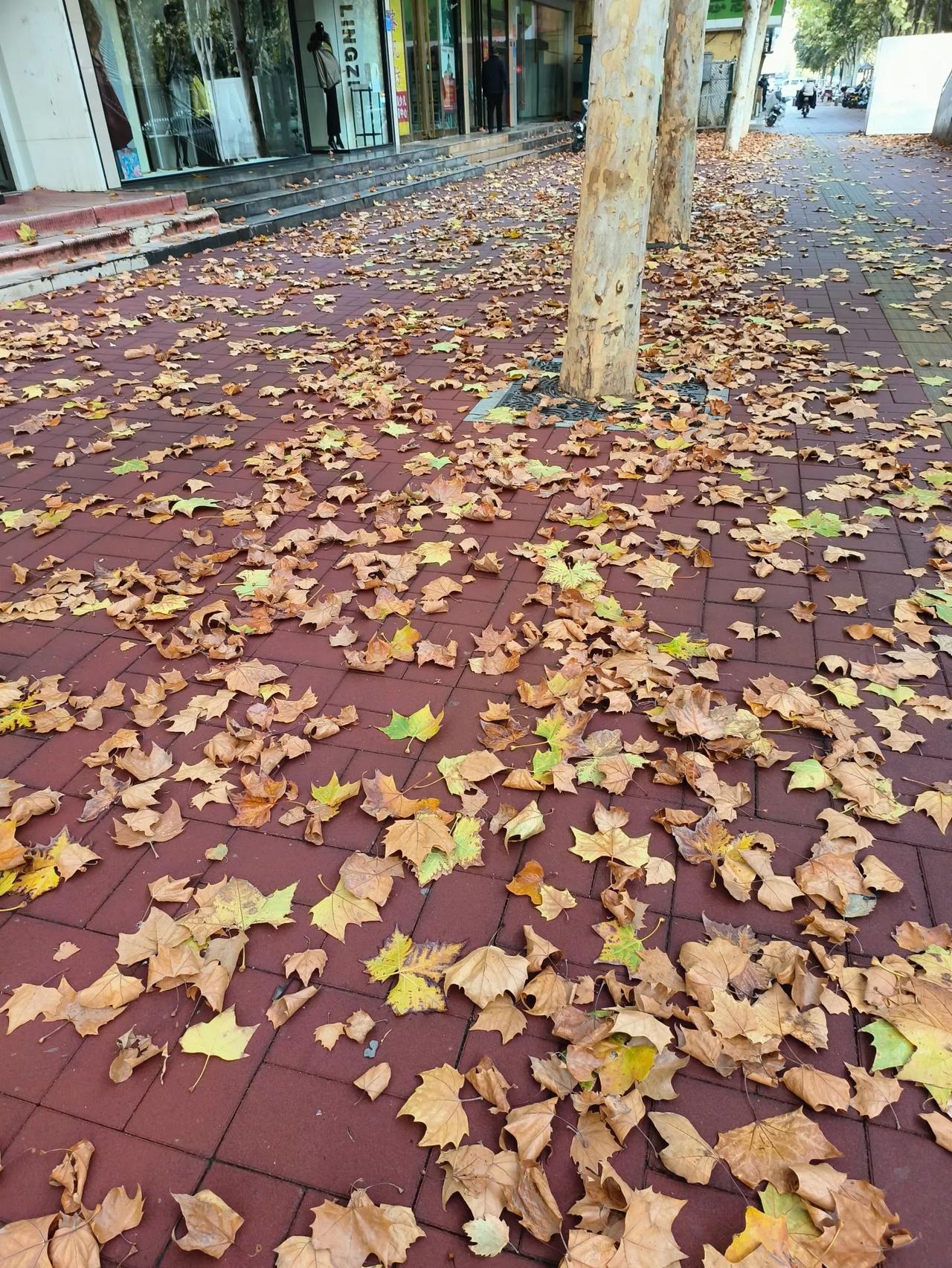 仿佛一夜之间，大树感觉到了这座城市的寒冷。
所以抖落了一身的残秋！
早起送孩子上