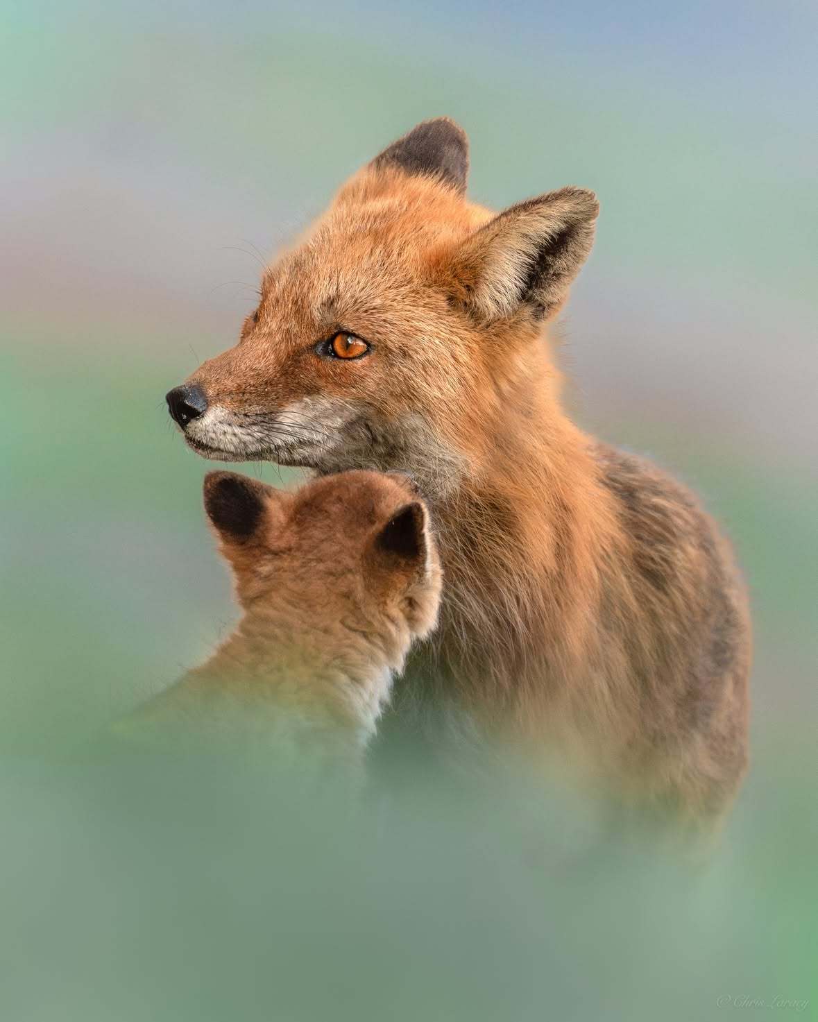 狐狸[超话] Chris Laracy | Wildlife Photograp