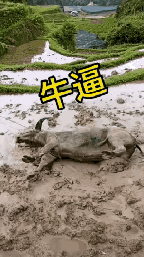 牛马，也有不想工作的时候。哈哈牛马日常 城市里的牛马