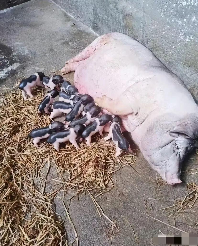 惊呆了！万万没想到，一头母猪能生这么多猪仔，这也太厉害了吧！！！[赞]