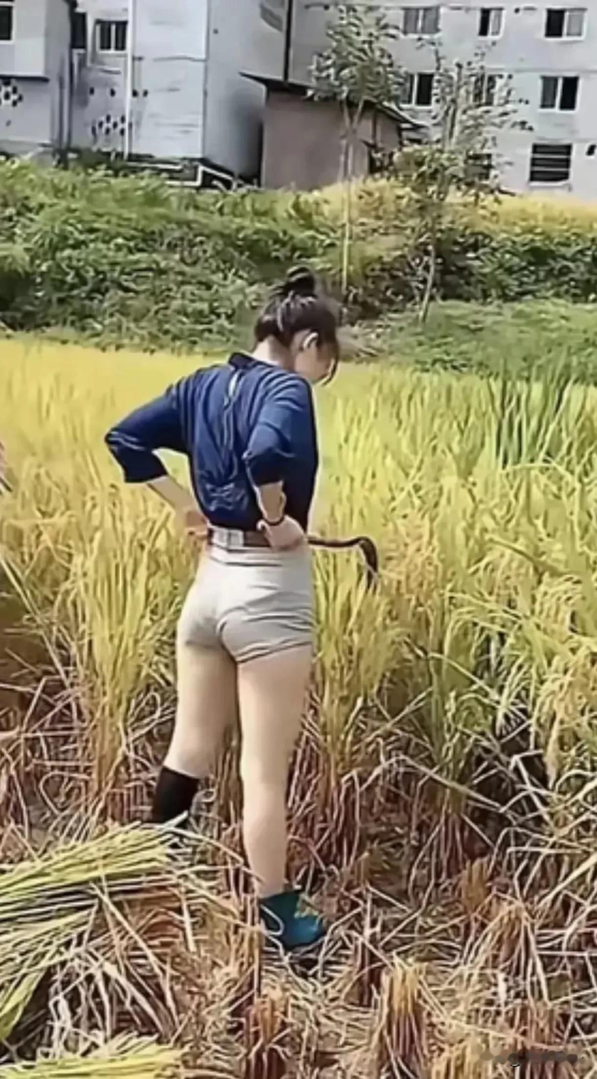 生在农村庄稼户，长的细皮和嫩肉。
​双抢时节回老屋，帮忙父母割稻谷。

烈日炎炎