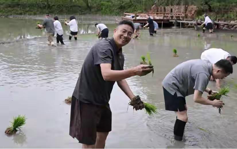 阿里巴巴团建。马云带着公司的人在杭州插秧。有钱人的快乐我们体会不到。下农田，体验