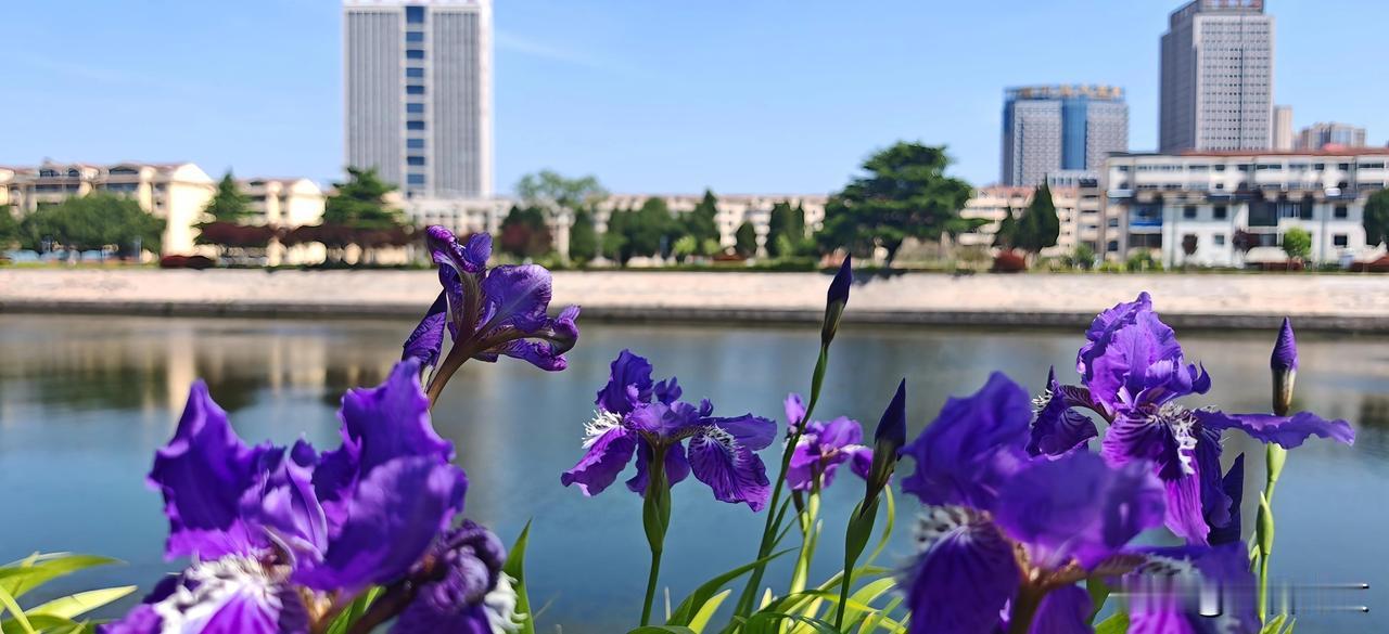 紫色鸢尾花，你亭亭立于抱龙河岸边，倒影在波光中荡漾。一半扎根泥土，一半向往天空。