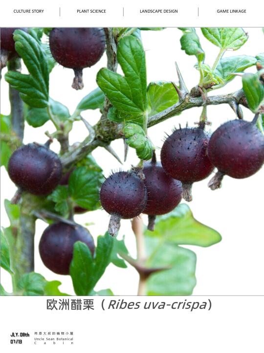 🍈这种像“小刺球”的浆果你吃过吗？
