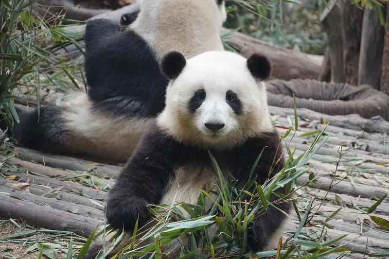 家人们谁懂啊！看到俩喜鹊从熊猫屁股上薅毛做窝的画面，我直接笑喷。这俩喜鹊也太会找