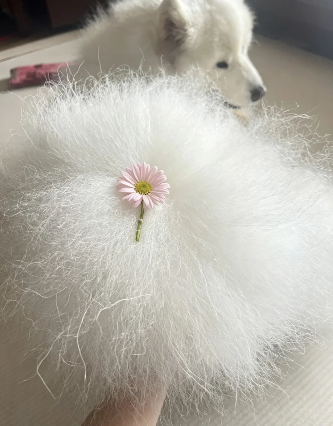 520送你一朵狗尾巴花