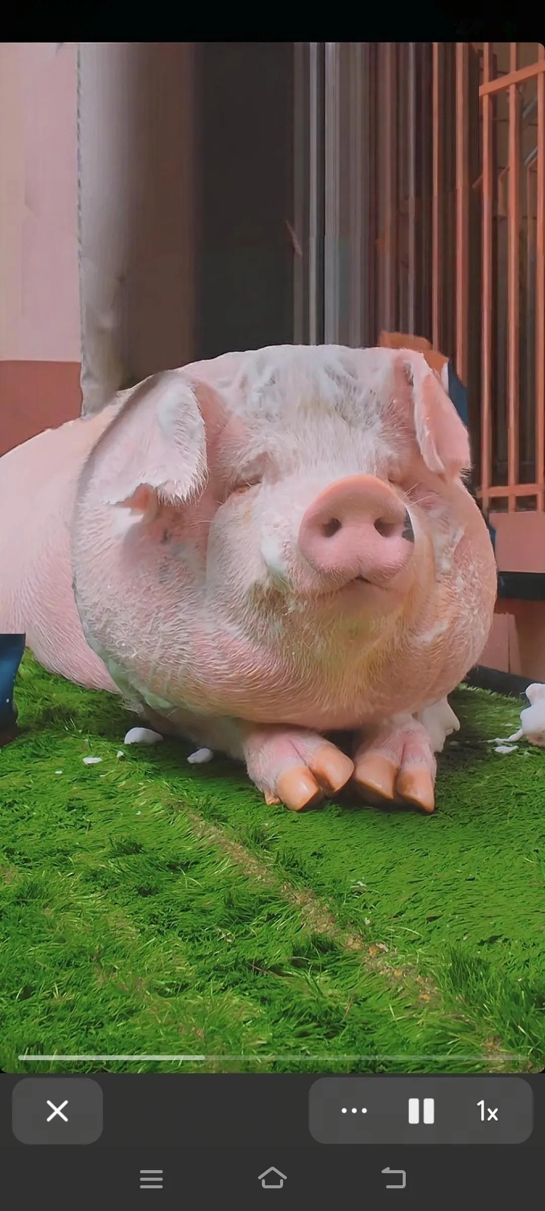 最近听说宠物用品利润挺不错，市场前景也很大，现在也有发展空间，不知道怎么样，有知