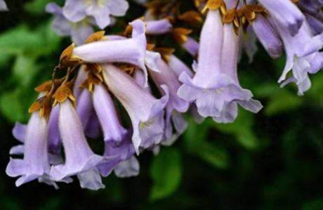 十月桐花开，乃异象也。中华古籍中，所载反季开放的花卉，多为典型的春季花卉，其中以