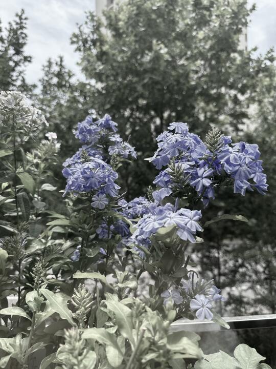 养花滑铁卢 蓝雪花…卒…