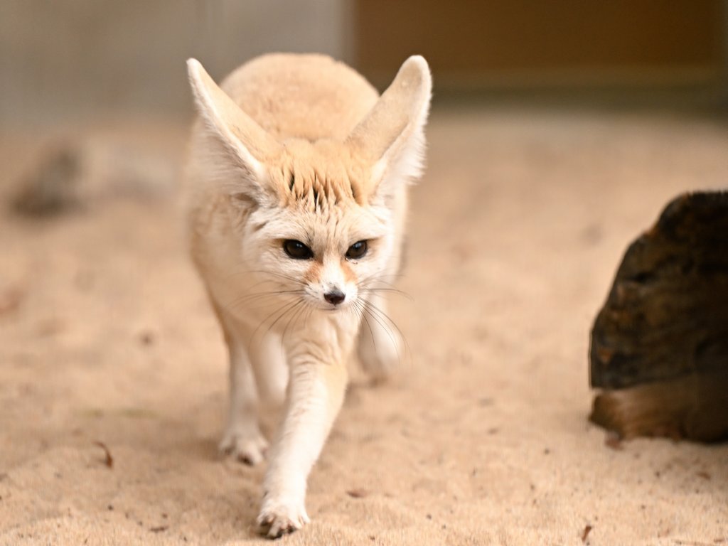 一种长得很猫猫的狐狐~耳郭狐【推：ciao_0w0】 