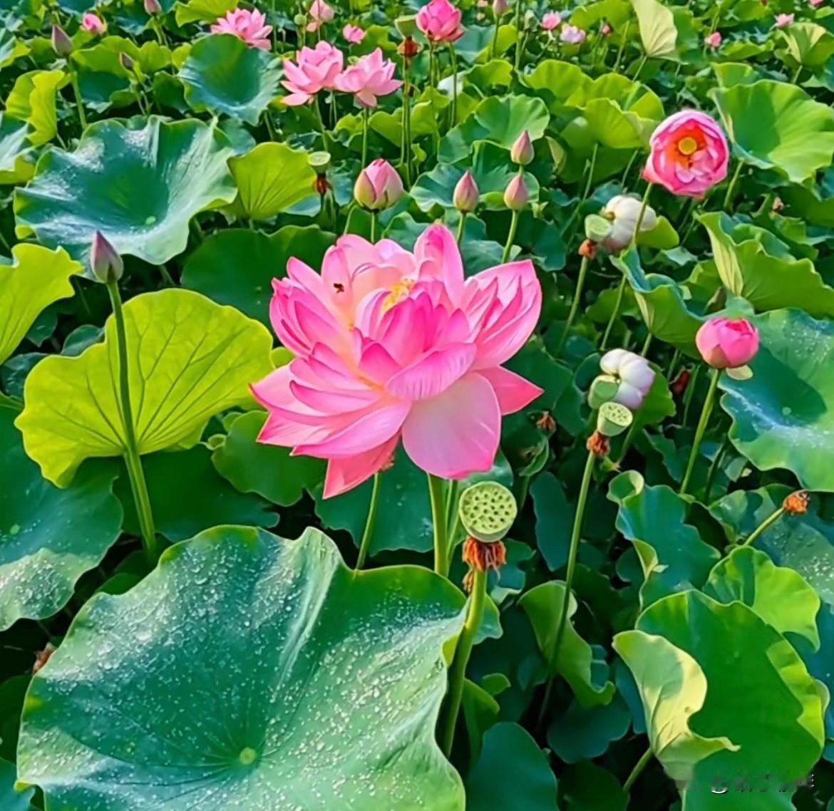晴日碧空云随风
一隅朱华玉婷立
盈盈粉黛若影重
绿荷翻浪映日红