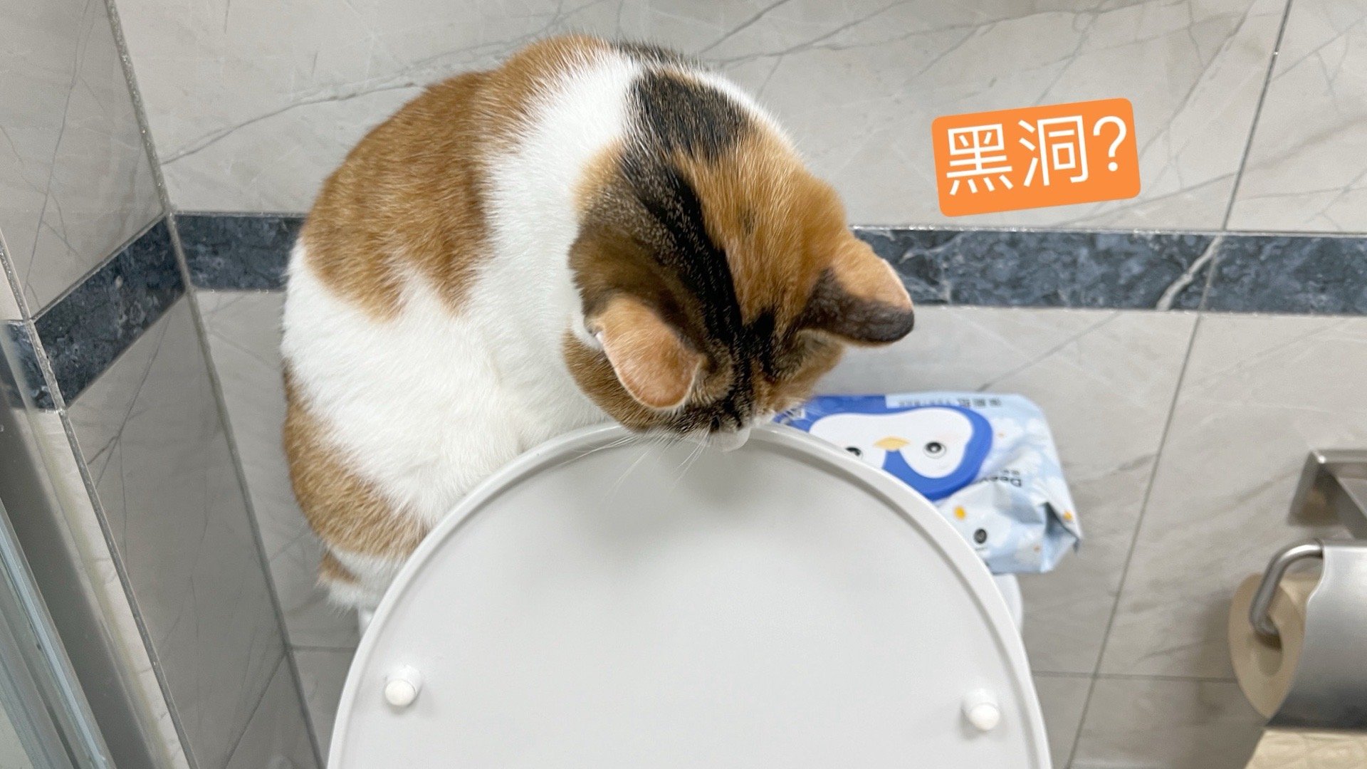 这猫可真操心啊，拉💩非要蹲在水箱盖上看着我[白眼]该怎么让它相信，我不会被下面