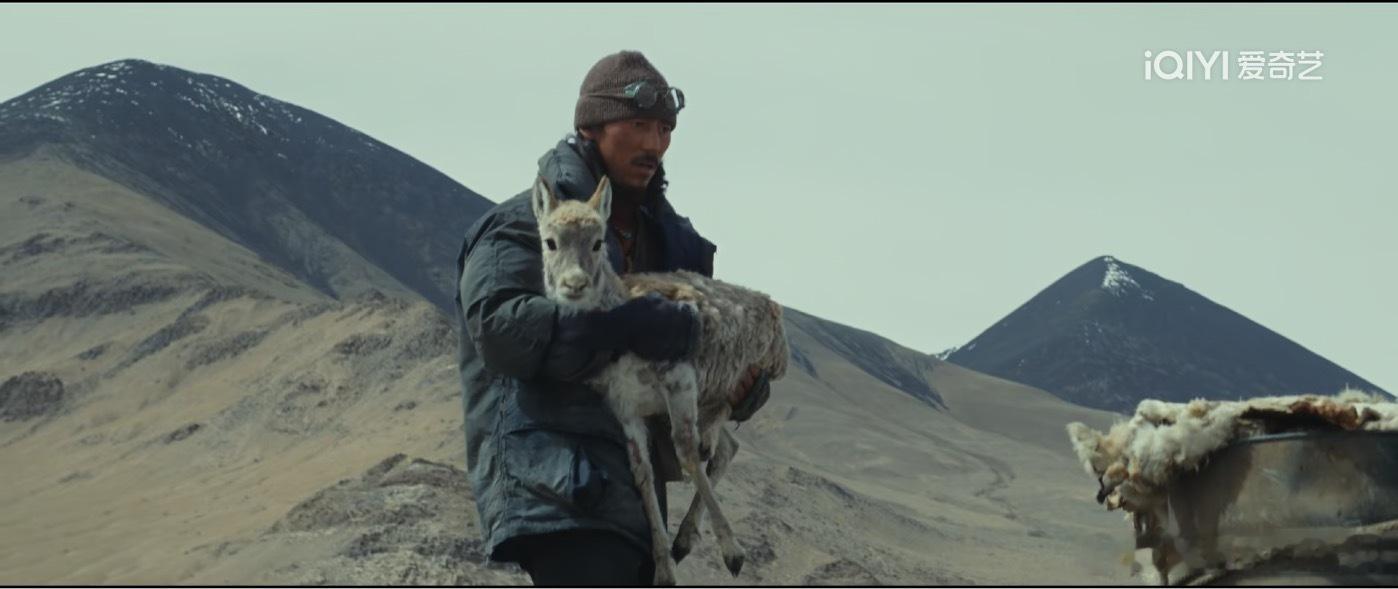 白菊最终还是没有杀掉这只小羊 