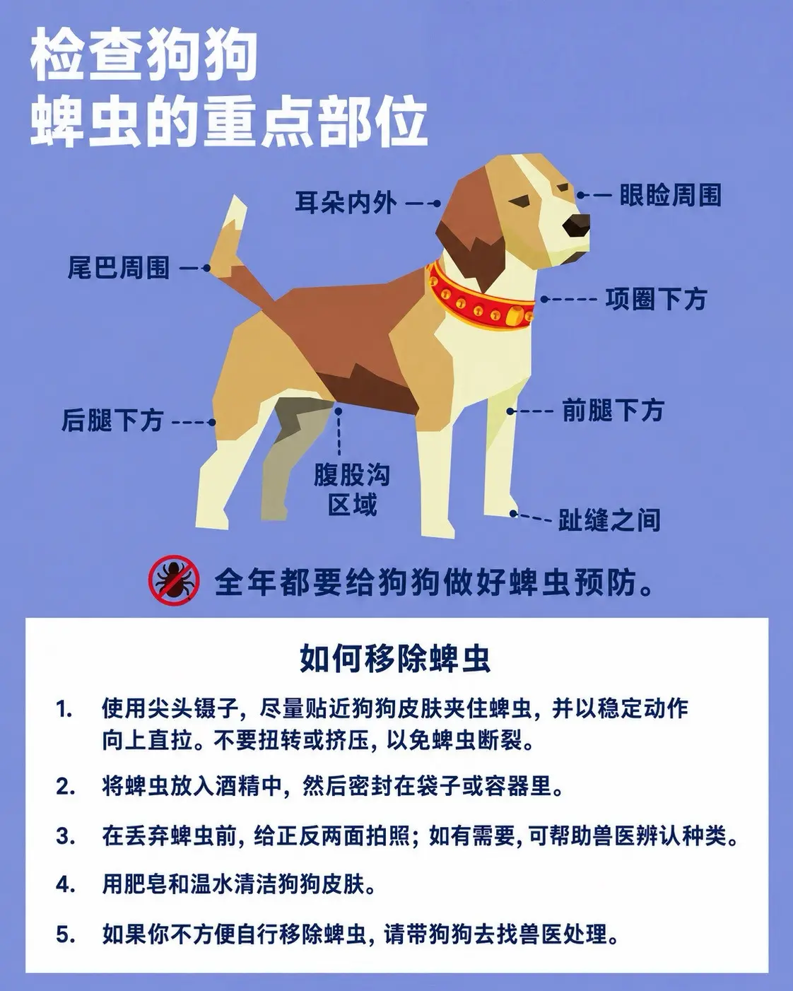 "夏天一来，接触蜱虫的风险也随之升高"夏天一来，宠物和主人接触蜱虫的风...