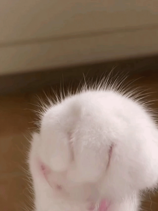 ≽^•༚• ྀི≼❀ 