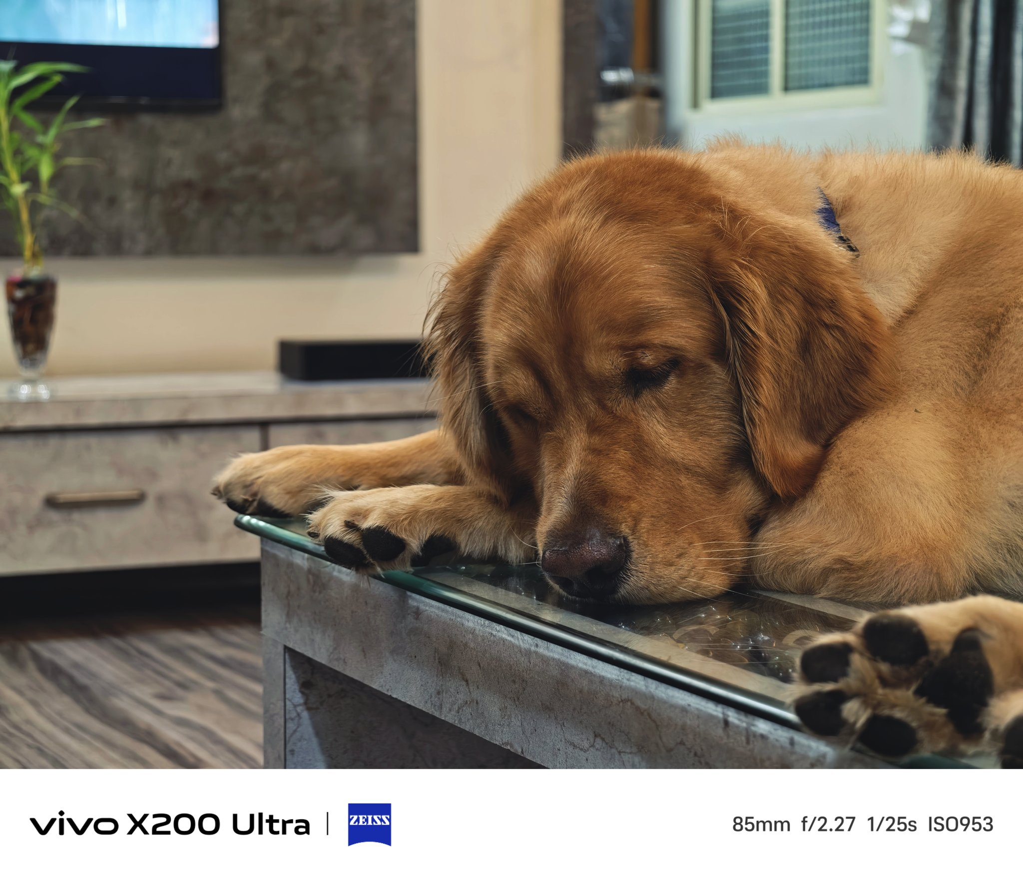 用vivo X200 Ultra拍摄猫猫狗狗，毛发细节展现的相当到位了可以说~v