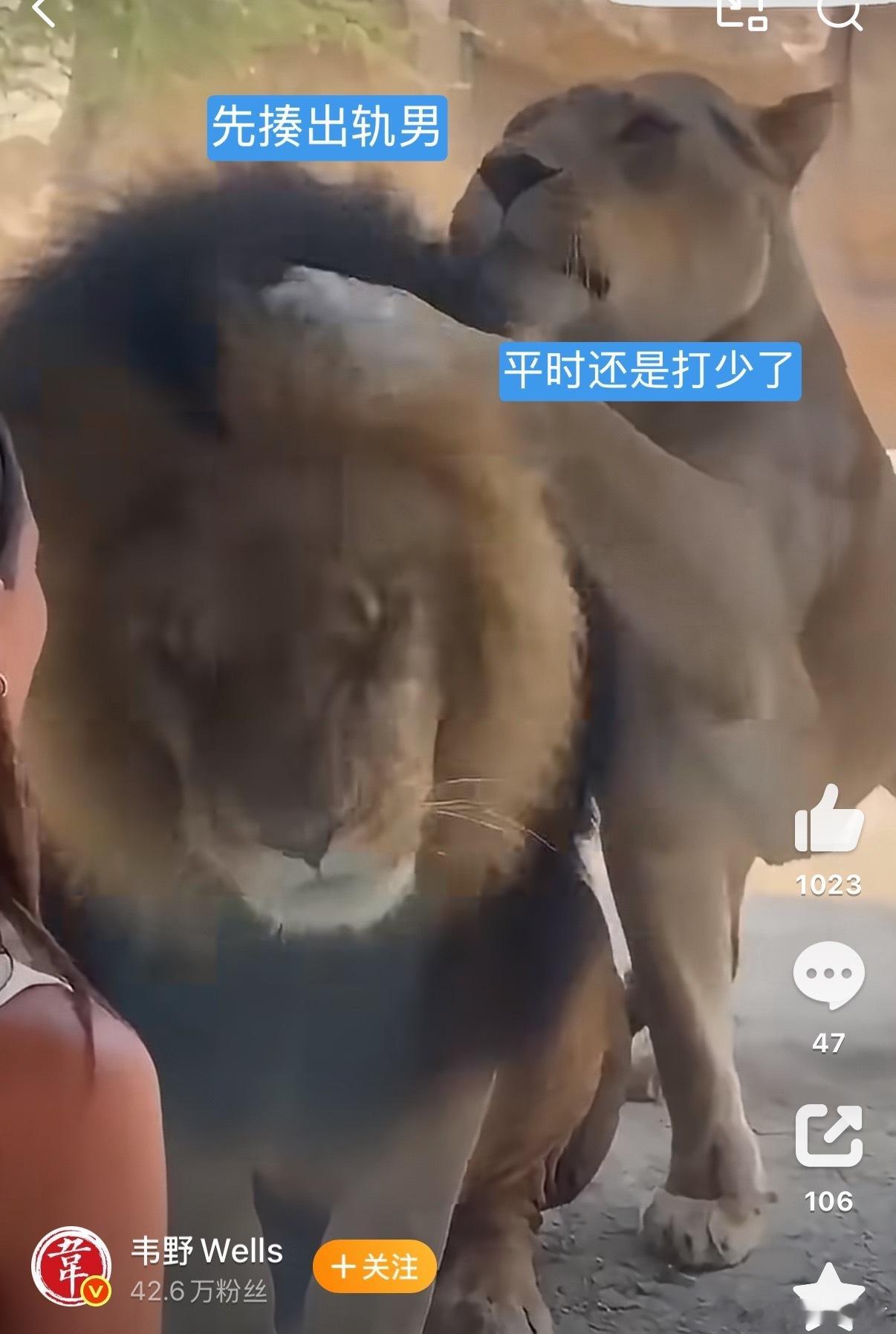 动物界也有妻管严啊自从有了AI，好多视频都分不清真假了[泪奔] ​​​