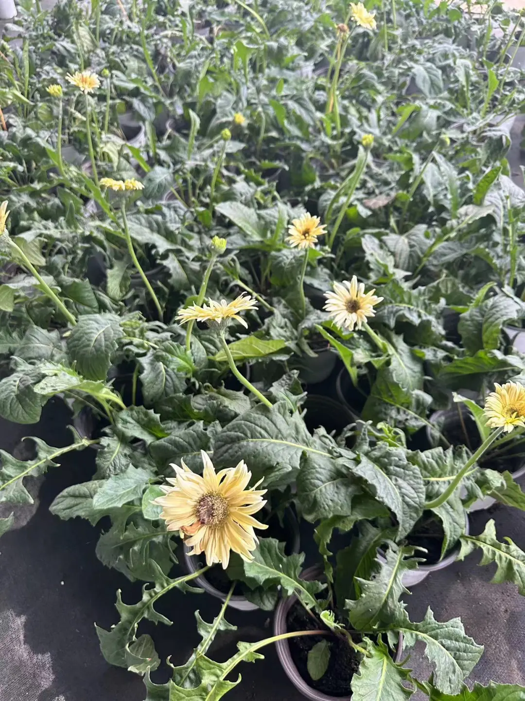 非洲菊处理了，3盆不同色16.8元