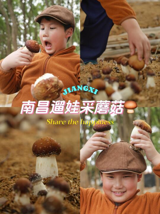 哇❗️采蘑菇❗️不要门票、不要停车费，含路线