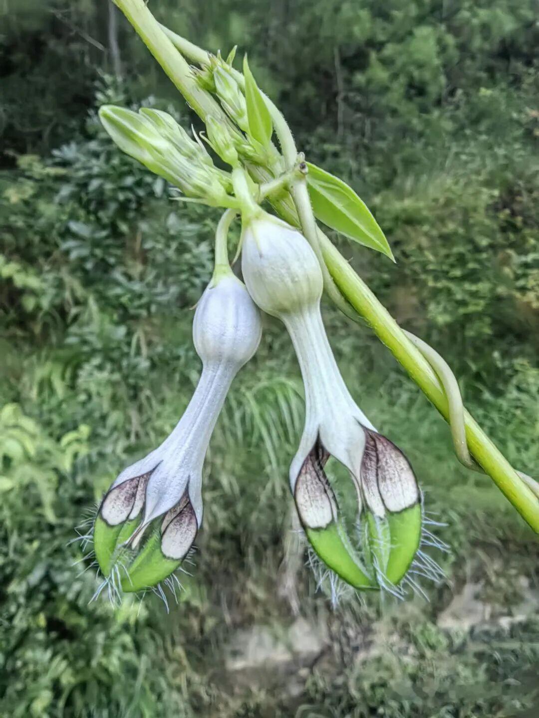 只是随便逛逛看花，结果一眼盯住这株宝藏绿植，超长的叶子铺开，实打实比脸还要长，长